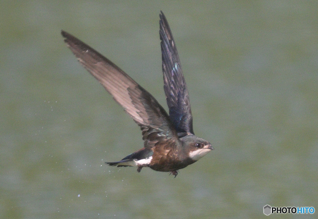 ハリオアマツバメ2022㉟