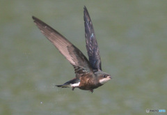 ハリオアマツバメ2022㉟