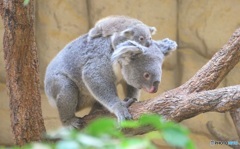赤ちゃんコアラのパイルダーオン！！