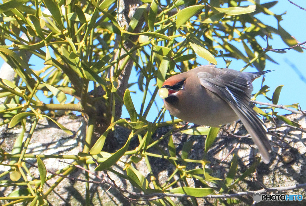 キレンジャクの飛び出し