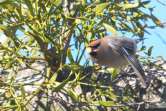 キレンジャクの飛び出し
