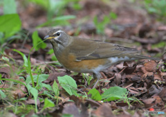昨日のマミチャジナイ