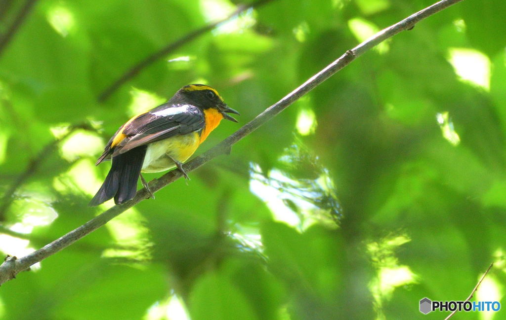 本日のキビタキさん