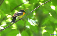 本日のキビタキさん