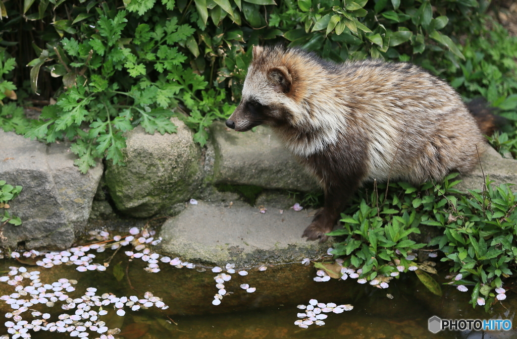 散る花を愛でる狸