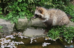 散る花を愛でる狸