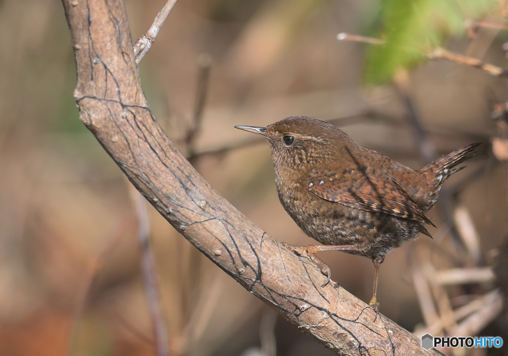 在庫のミソサザイ