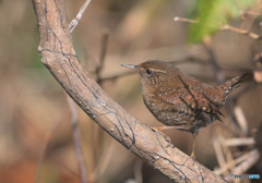 在庫のミソサザイ