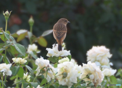 バラにノビタキ⑨