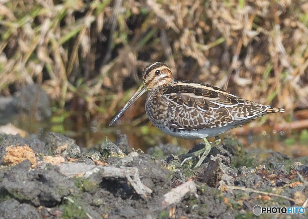 初めてのタシギ