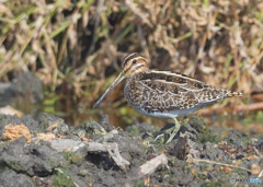 初めてのタシギ