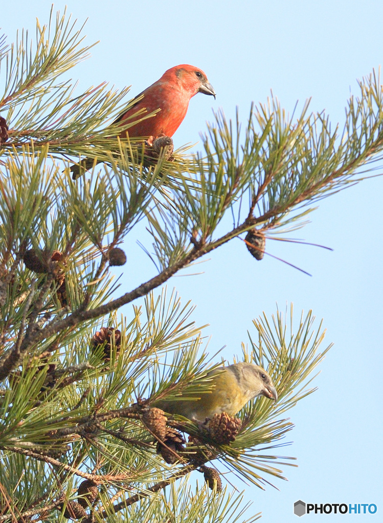 イスカのワンペア