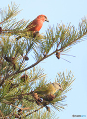 イスカのワンペア