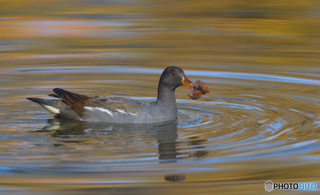 ザリガニの抜け殻拾ったよ