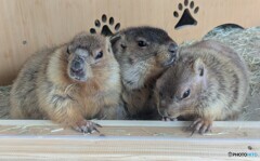 本日のマーモット 本日のマーモット