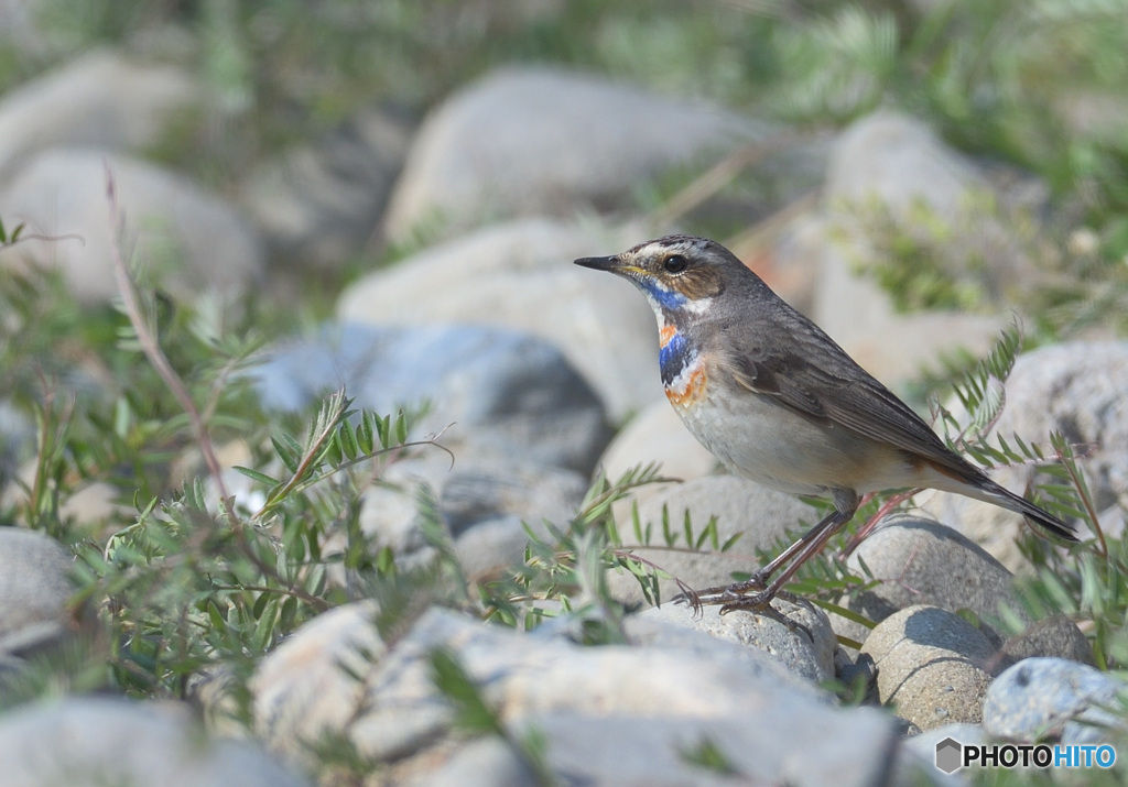 オガワコマドリ2021②