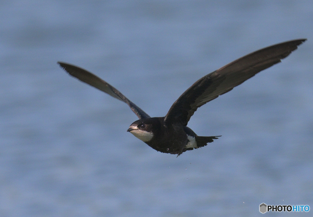 ハリオアマツバメ2022㉖