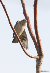 羽根を伸ばすコムクドリさん