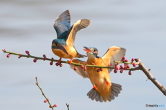 ♂と♀のニアミスⅡ