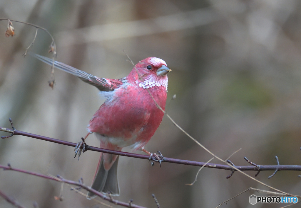 元気なオオマシコ君