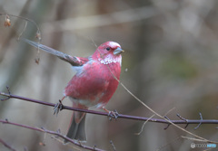 元気なオオマシコ君