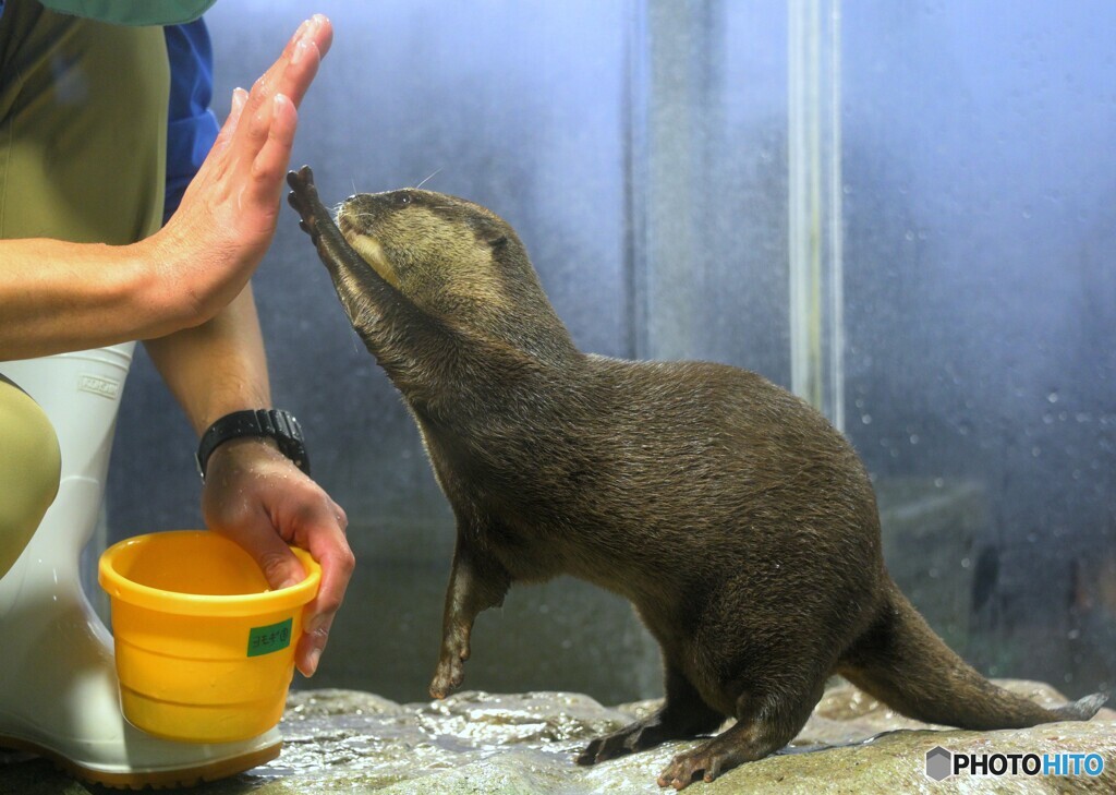 ハイタッチして