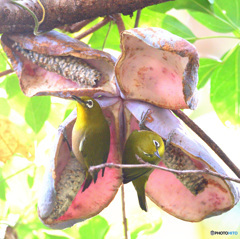 アケビにメジロ②