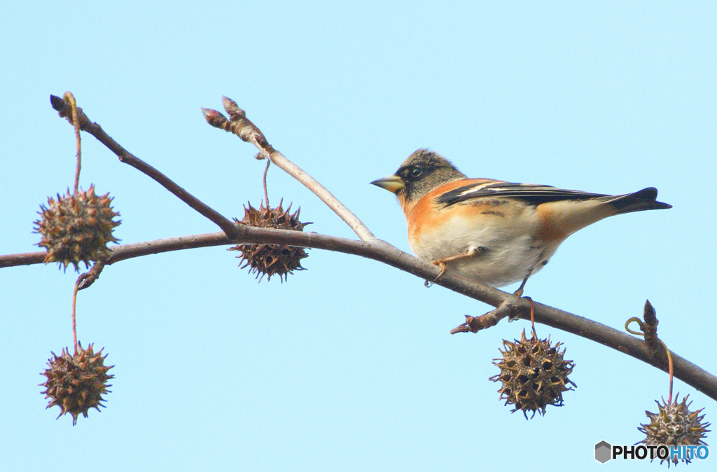 福岡のアトリさん③