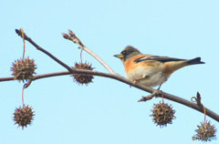 福岡のアトリさん③