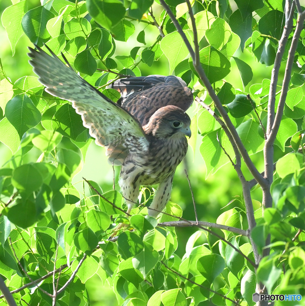チョウゲンボウの幼鳥④