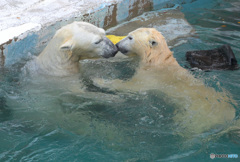 シロクマの親子