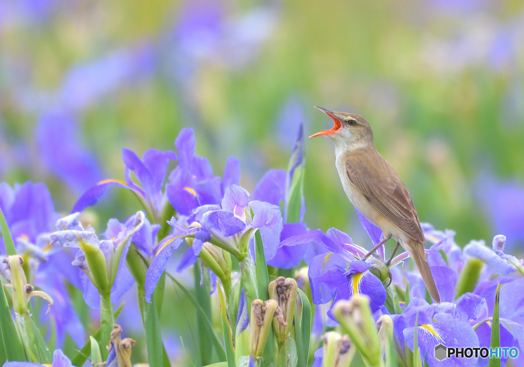 菖蒲にオオヨシキリⅨ