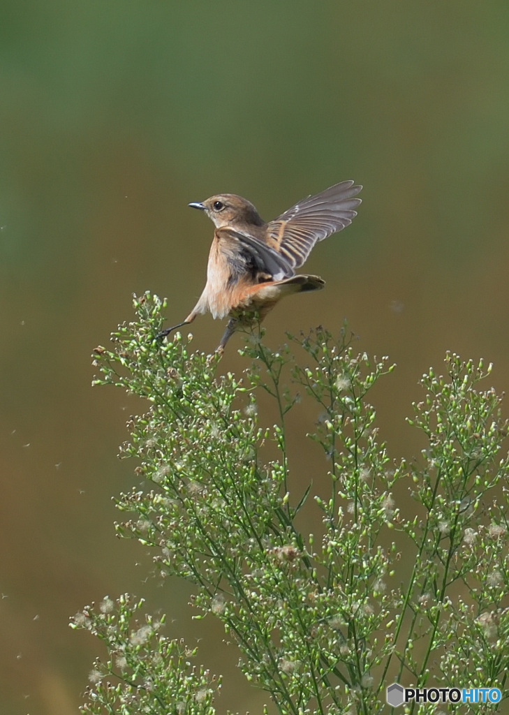 元気なノビタキさん