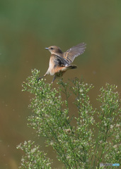 元気なノビタキさん