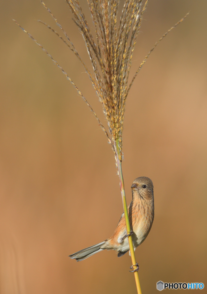 ススキにベニマシコさん④