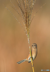 ススキにベニマシコさん④