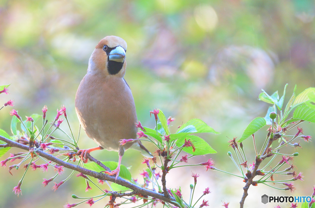 桜にシメくんⅡ