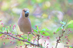 桜にシメくんⅡ