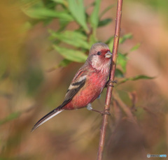 カメラ目線のベニマシコ君