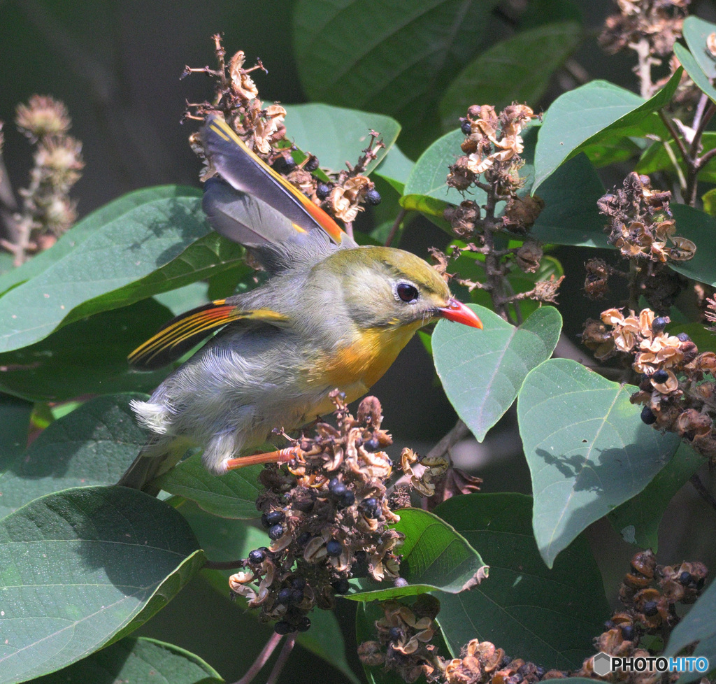 元気なソウシチョウ