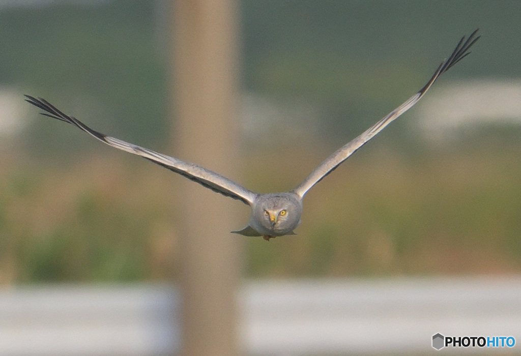 ハイイロチュウヒ④