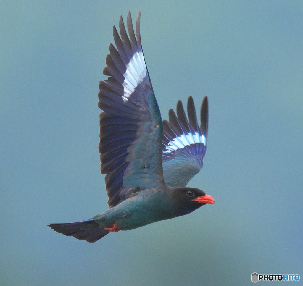 ７月のブッポウソウ⑯