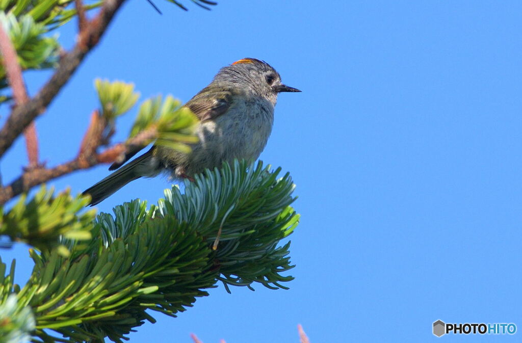 キクイタダキ2019