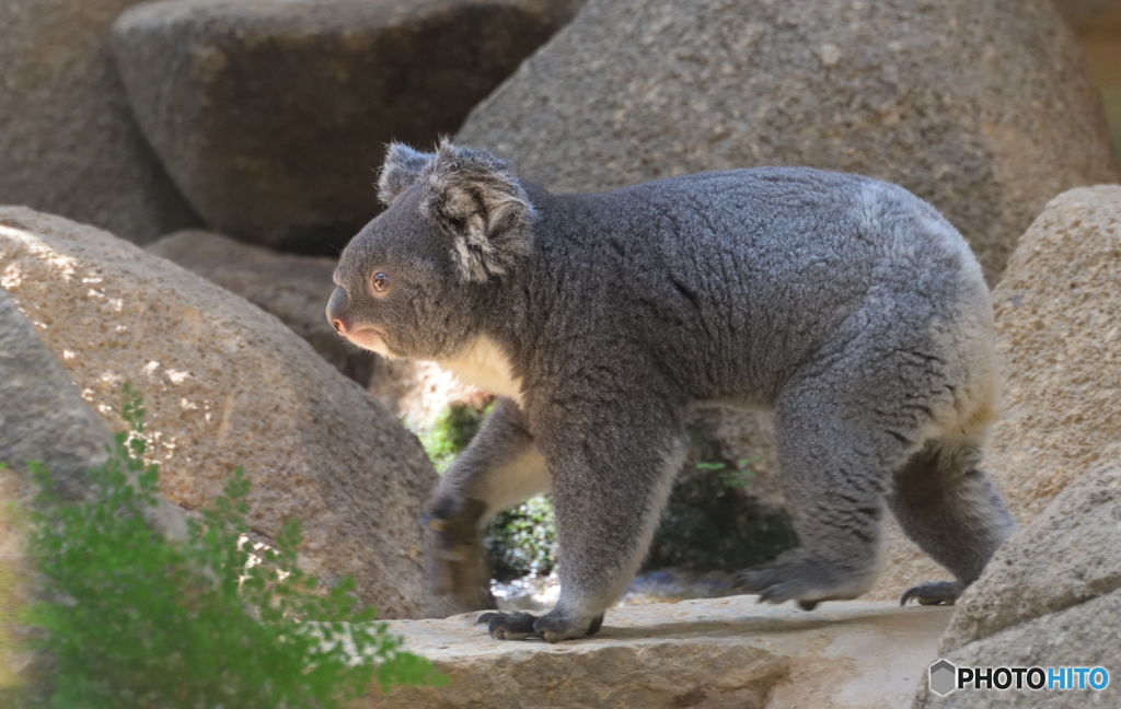 コアラのギャロップ