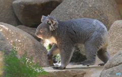 コアラのギャロップ