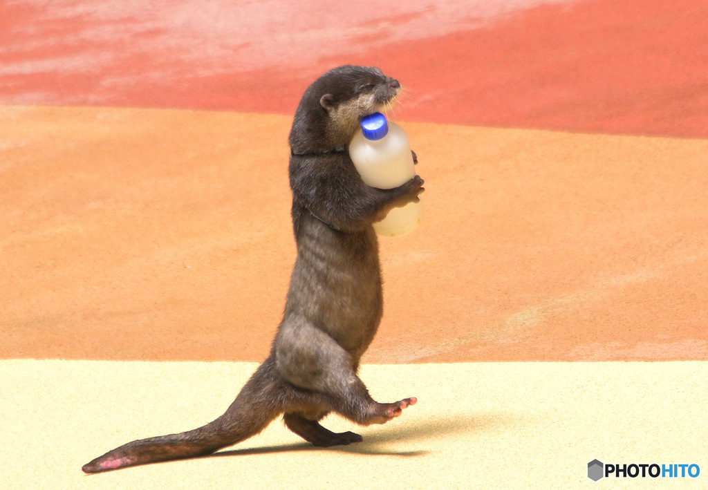 働くカワウソ君