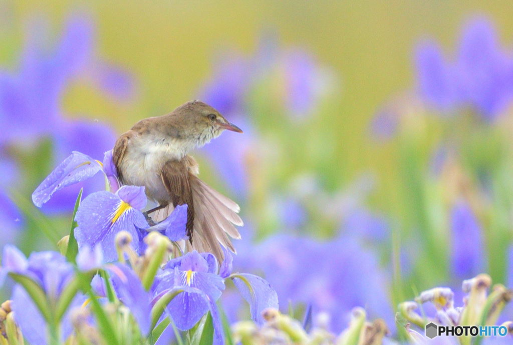菖蒲にオオヨシキリ㊳