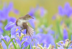 菖蒲にオオヨシキリ㊳