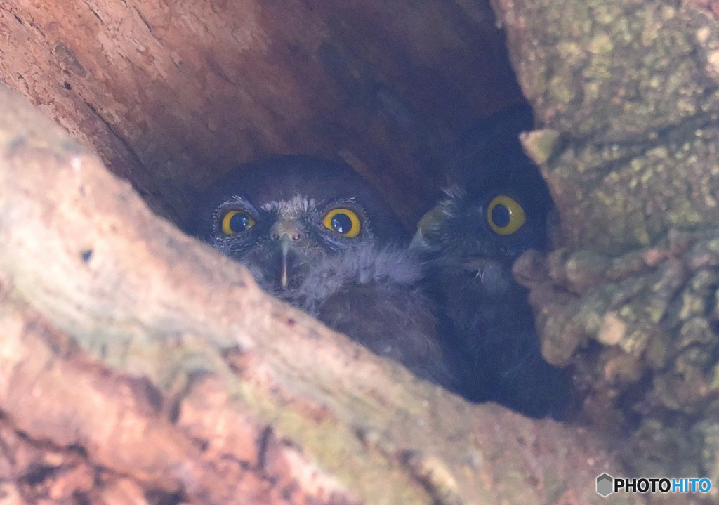 アオバズクの幼鳥③
