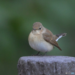 在庫のニシオジロビタキ